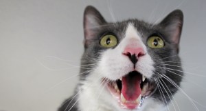 cat-victory-in-castleknock